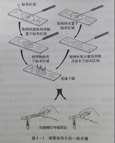 染色的基本原理、方法及注意事项